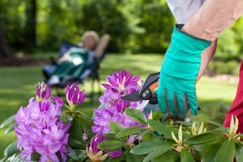 Operative performing hedge trimming safely